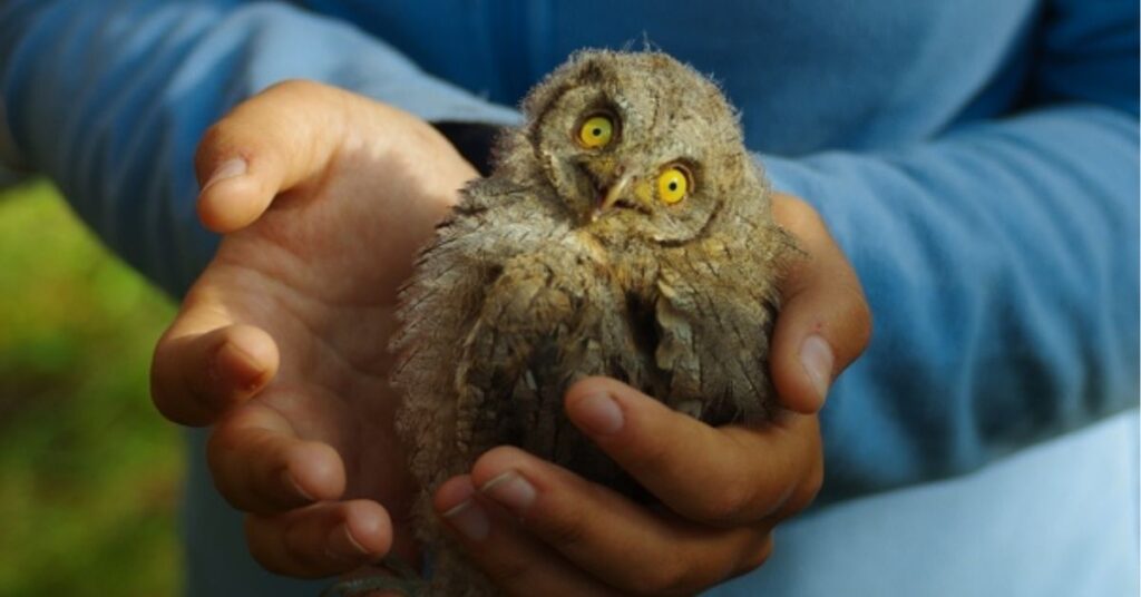 What does it mean when an owl stares at you?