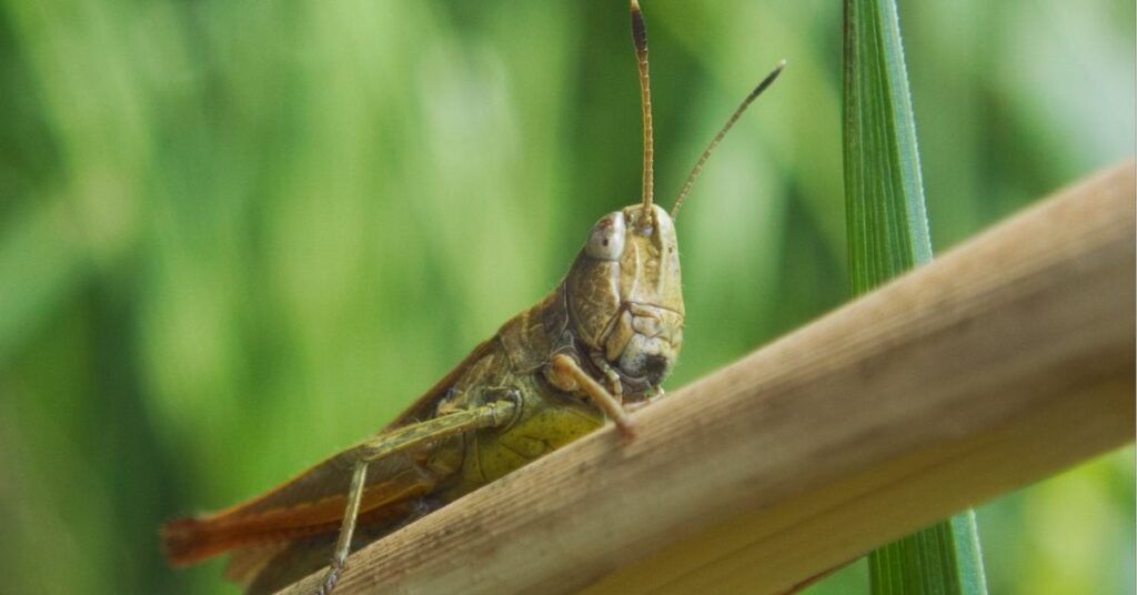 spiritual meaning of a grasshopper in your path