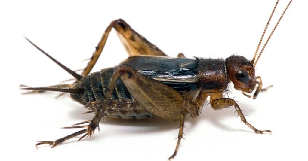 spiritual meaning of crickets