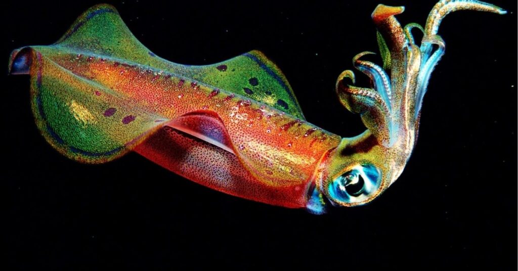 squid spiritual meaning