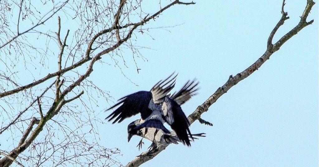 three crows spiritual meaning