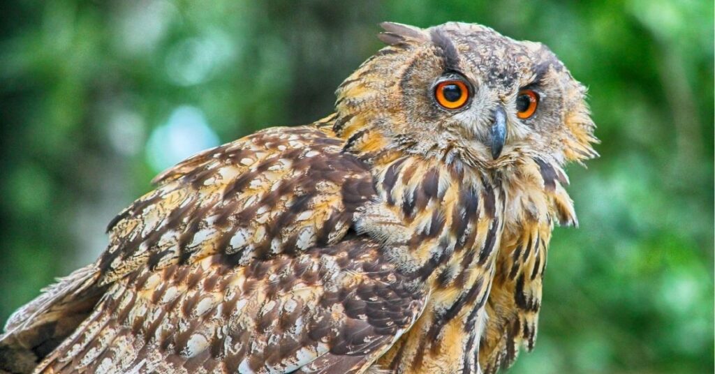 what does it mean if an owl stares at you