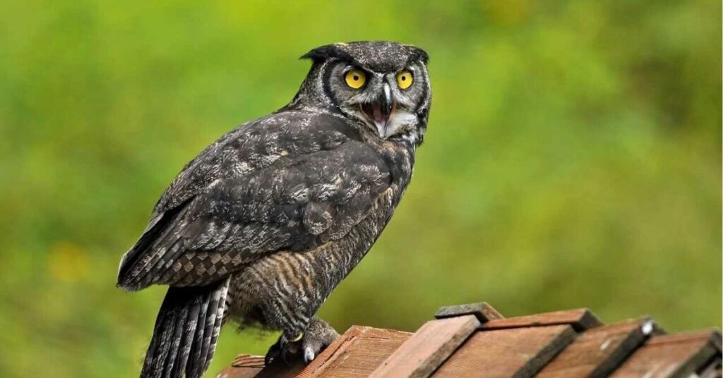 what does it mean when an owl stares at you at night