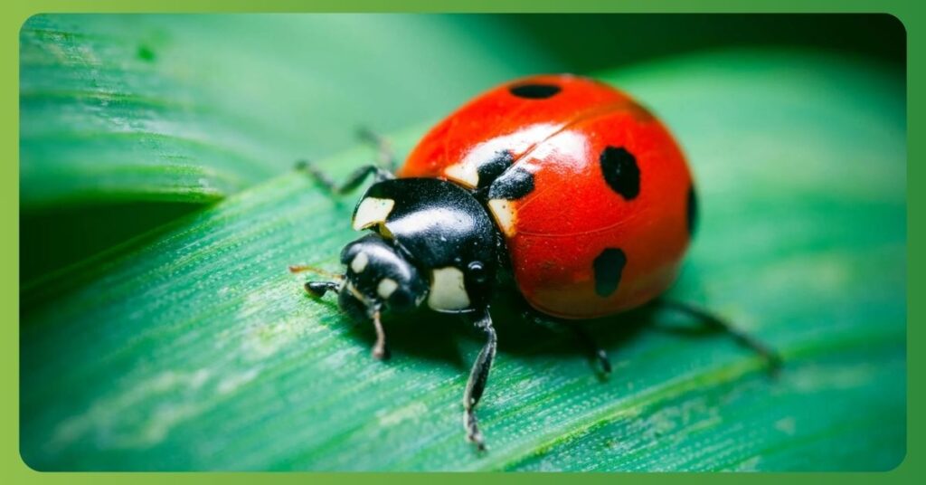 Spiritual Meanings of Ladybugs