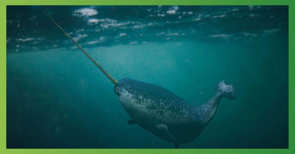 Arctic Narwhal Symbolic Meanings