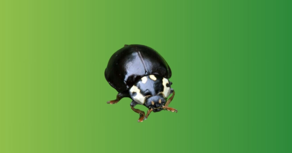 black ladybug meaning