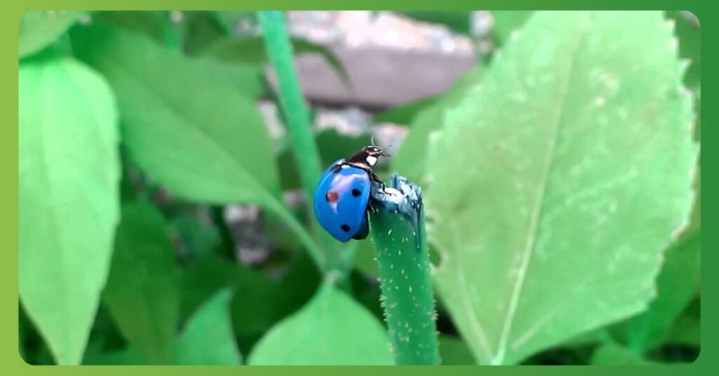 Blue Ladybug Spiritual Meaning