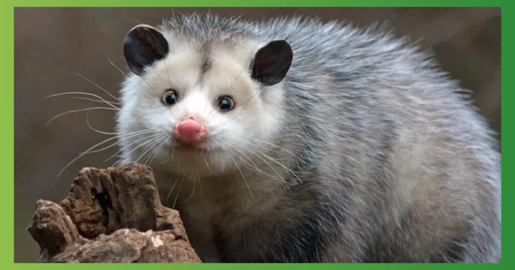 Curiosity Spiritual Meaning Of Seeing A Possum