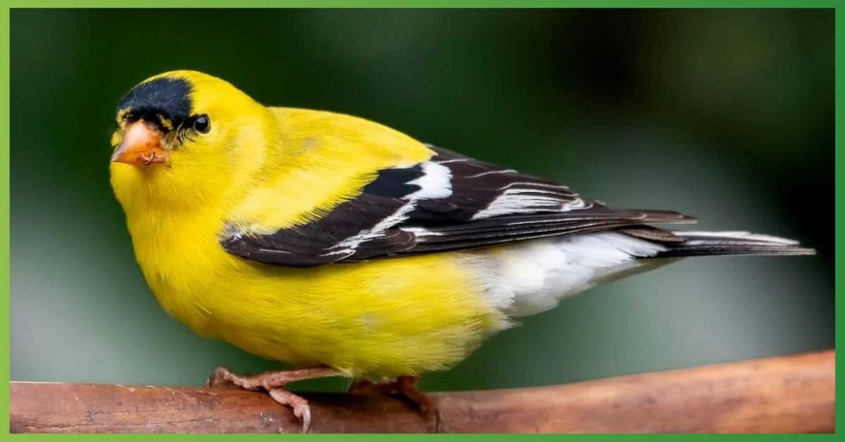 Goldfinch Spiritual Meaning: What Their Appearance Reveals About Your Life