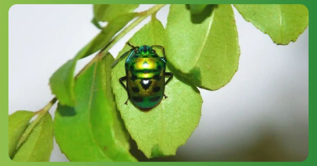 green ladybug meaning