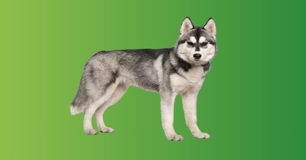 Husky Dream Meanings