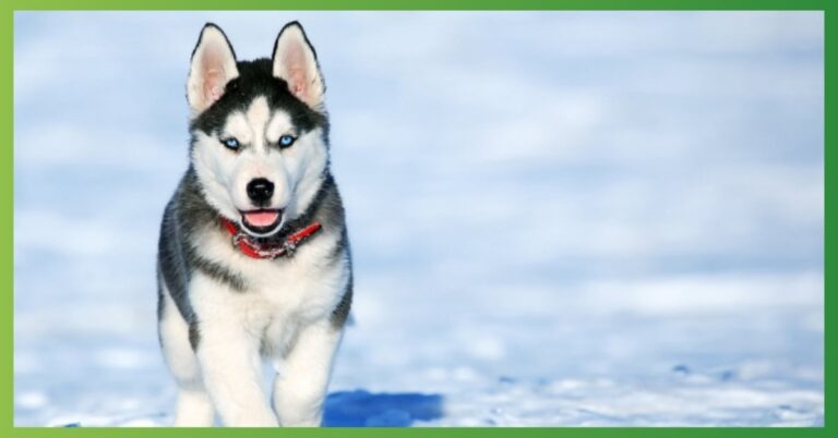 Husky Symbolism, Meaning, Totem, Power, Dream, Spirit