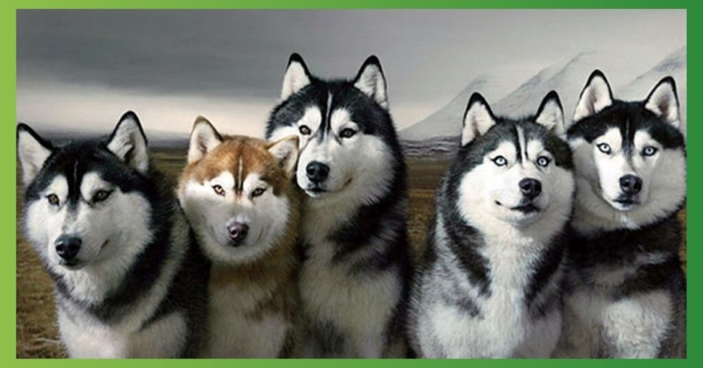 Husky Symbolism and Messages