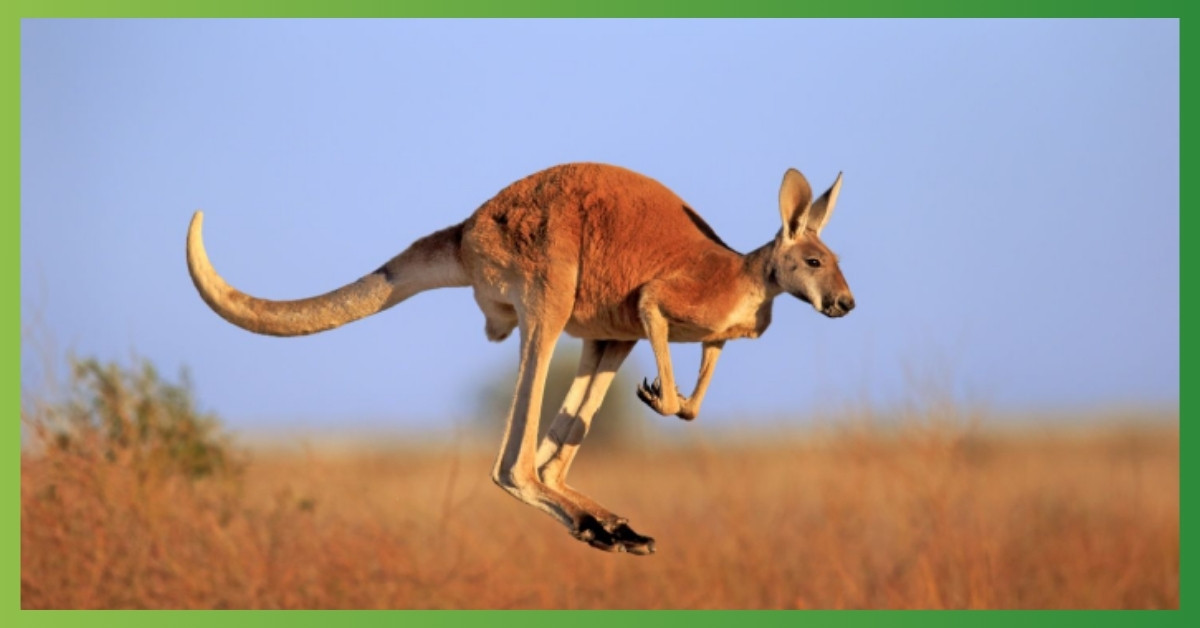 Kangaroo Symbolism, Meaning, Totem, Spirit, Dreams, Power