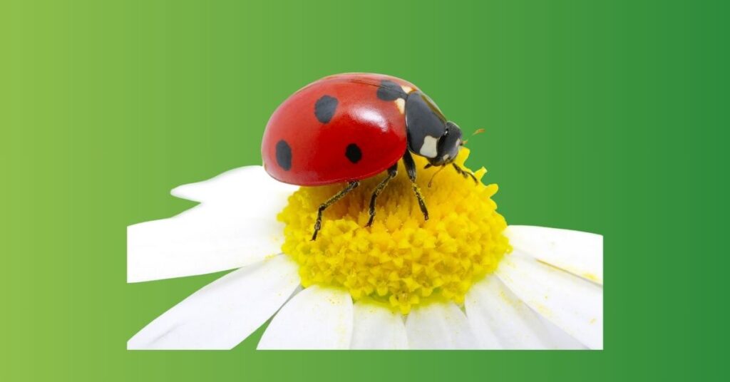 ladybug spiritual meaning