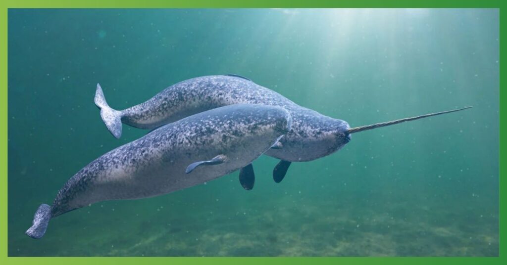 Narwhal Totem Animal