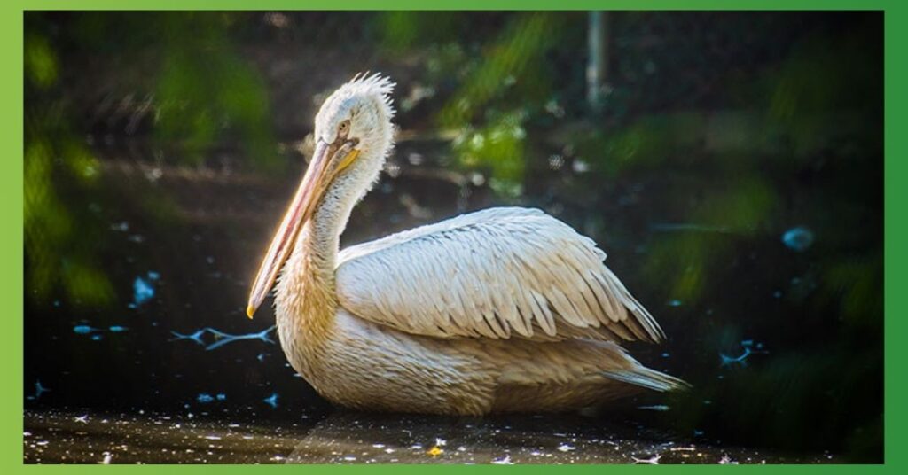 Pelican Power Animal