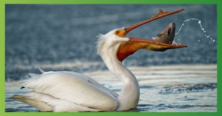 Pelican Symbolism & Spiritual Meaning