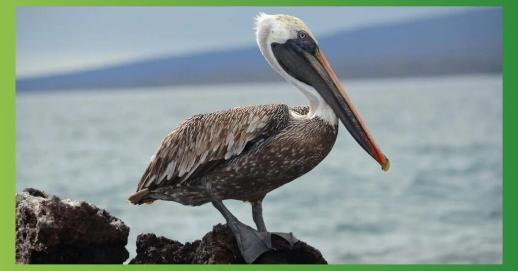 Pelican Symbolism and Meaning