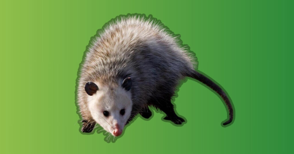 Possum Symbolism