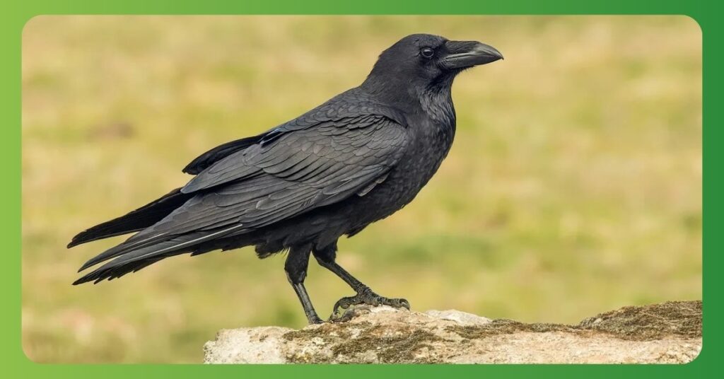 Raven Power Animal