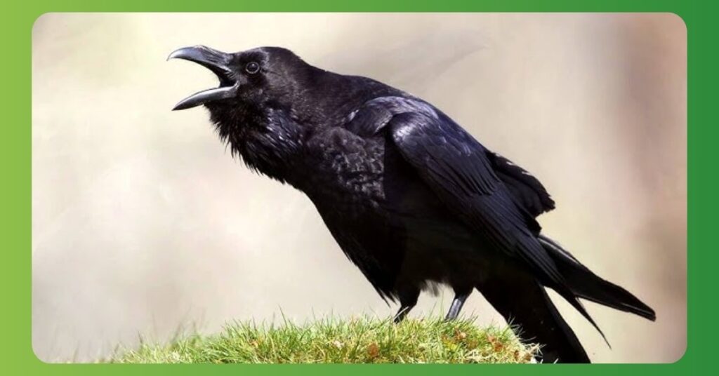 Raven Spirit animal meaning