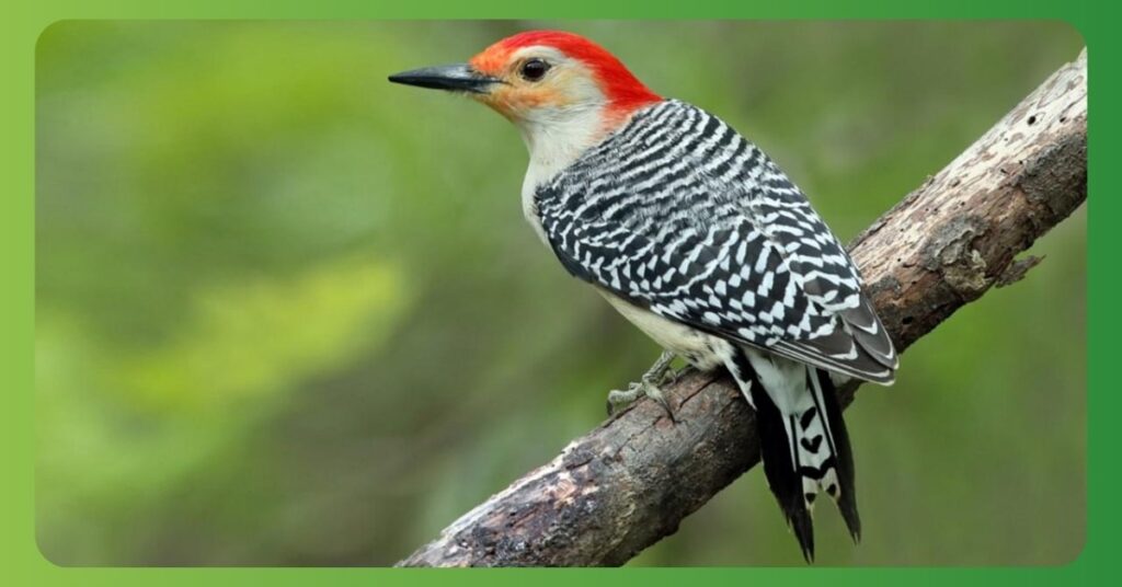 Red Bellied Woodpecker