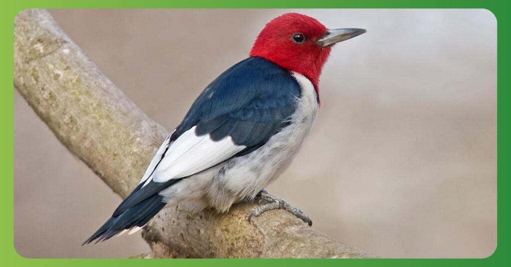 Red Headed Woodpecker Spiritual Meaning