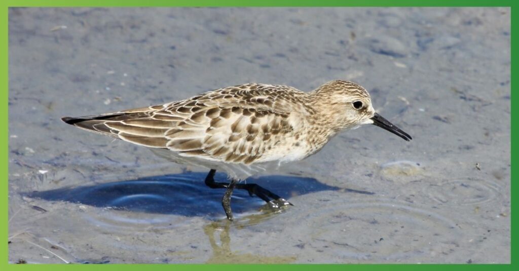 Sandpiper Dream Meaning