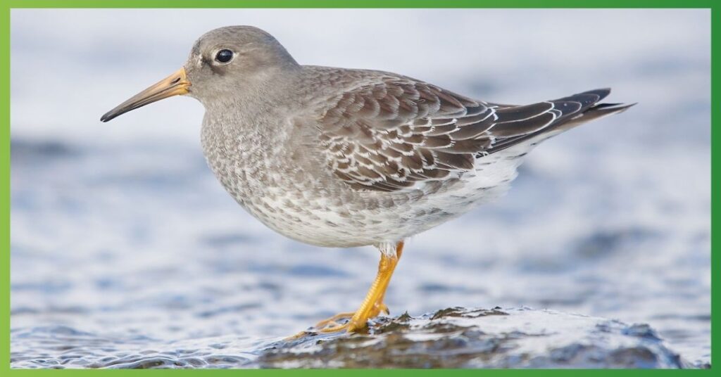 Sandpiper Spiritual Meanings