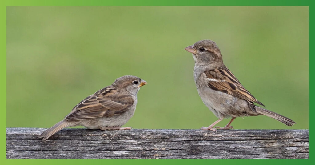 Sparrow Totem Animal