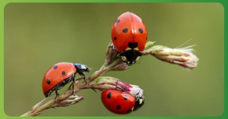 Spiritual Meaning of Ladybugs, Symbolism, Colors, Dreams Meanings