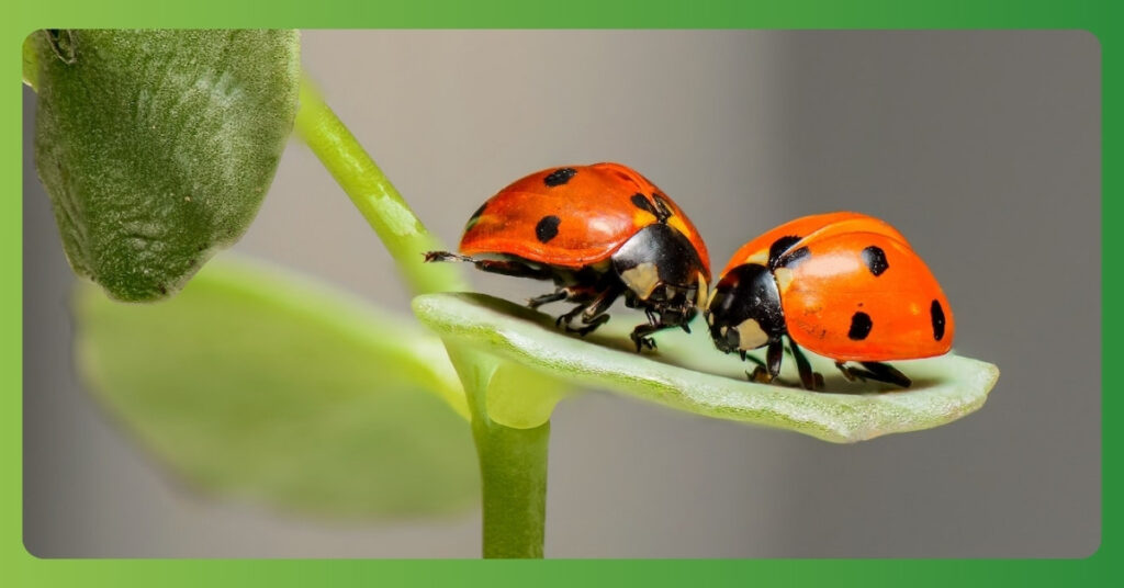 Spiritual Meaning of Ladybugs in Dreams