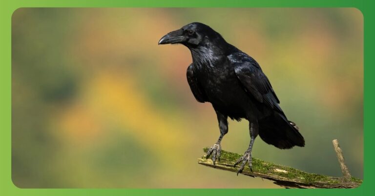 Spiritual Meaning of Raven, Symbolism,  Totem, Spirit, Dream, Power