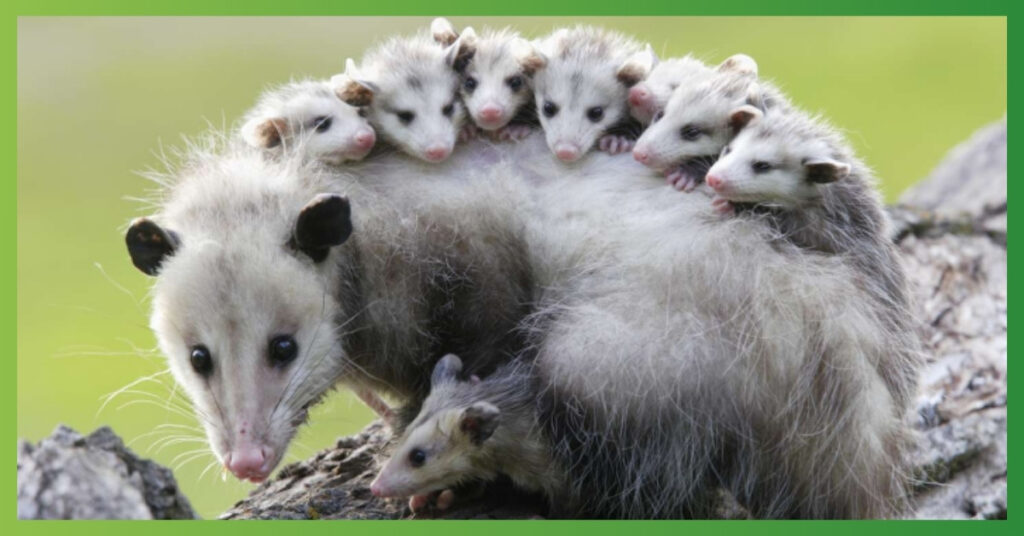 possum spiritual meaning