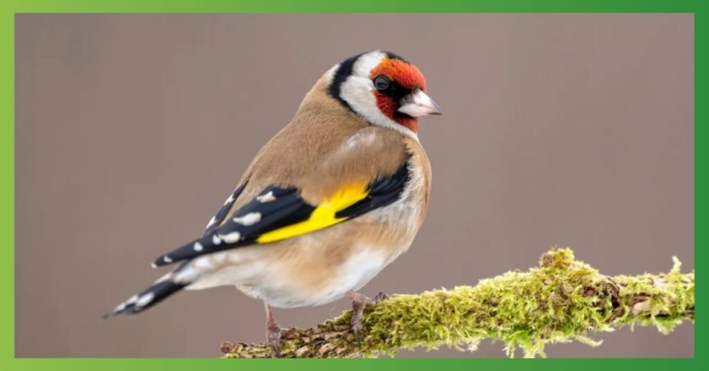 The Spiritual Meaning of Goldfinches at Your Window