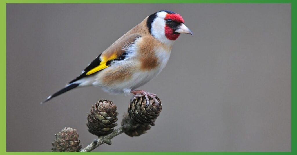 What Does It Mean When You See a Goldfinch?