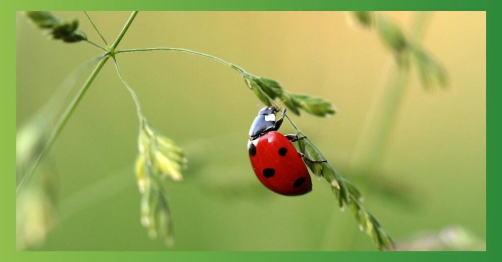 spiritual meaning of ladybug in you