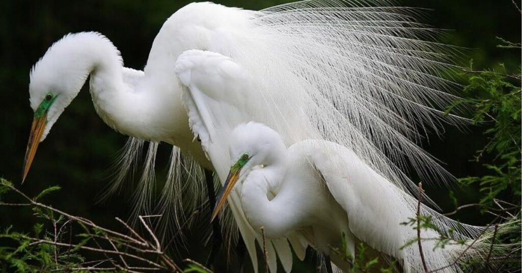 great egret bird symbolism