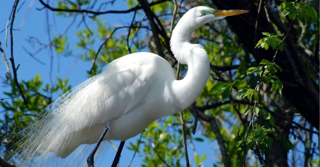 White Egret Symbolism