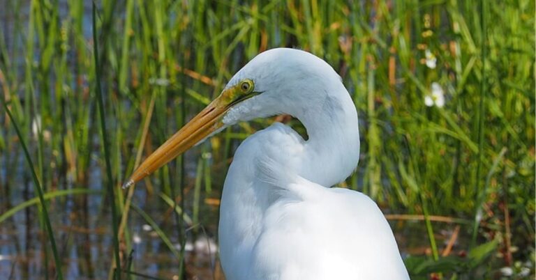 White Egret Symbolism, Meaning, and Totem