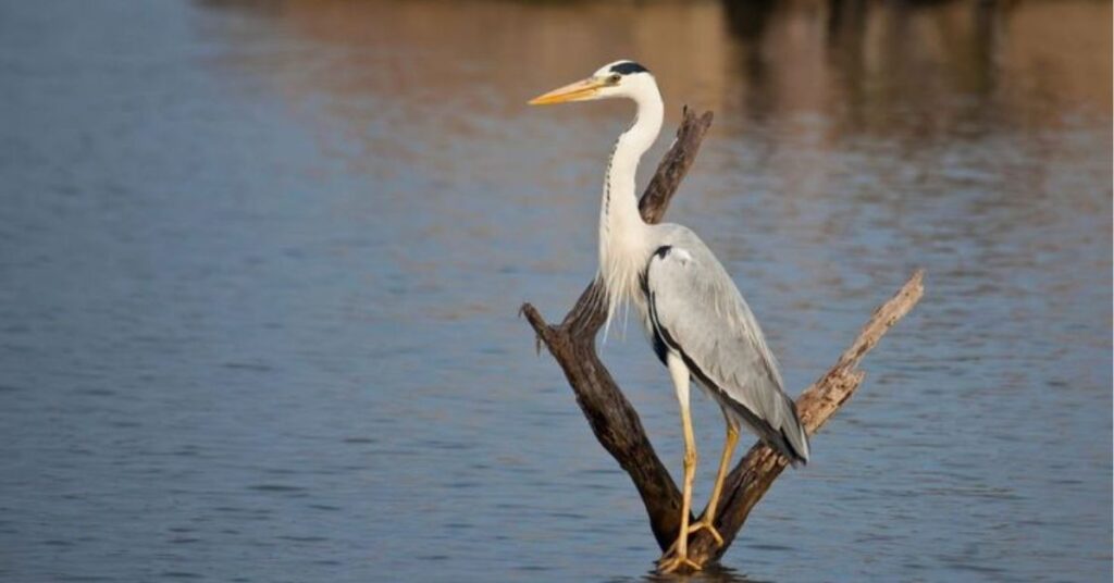 egret bird symbolism