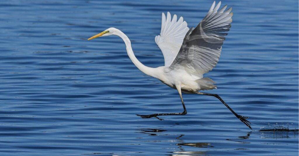 snowy egret symbolism