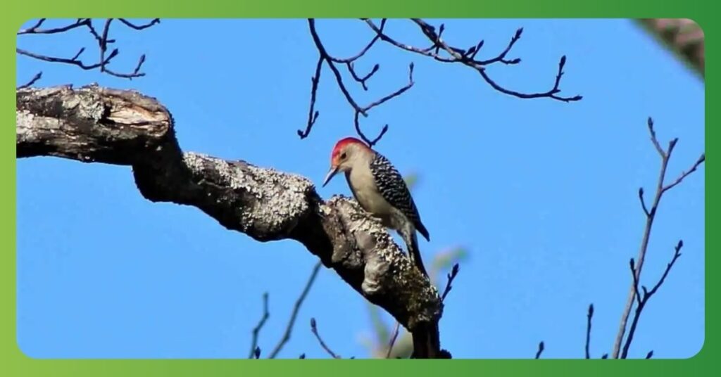 Woodpecker Power Animal