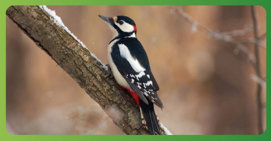 Spiritual Meaning Of Seeing A Woodpecker in Spring