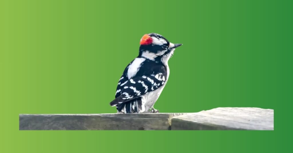 Spirit meaning of Woodpecker 