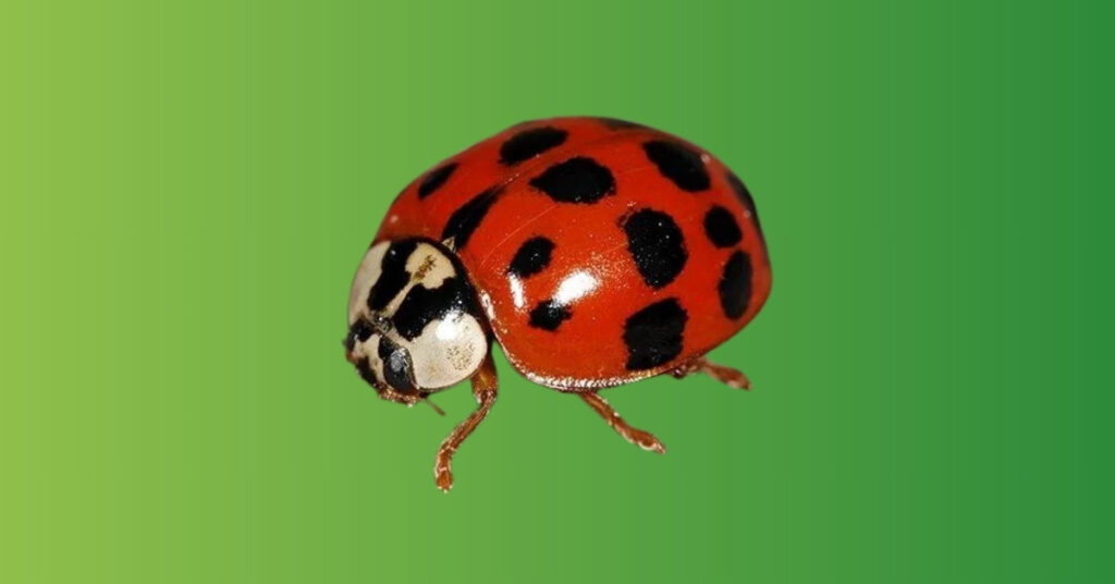 lady bugs meaning