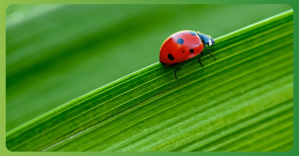 ladybug symbolism