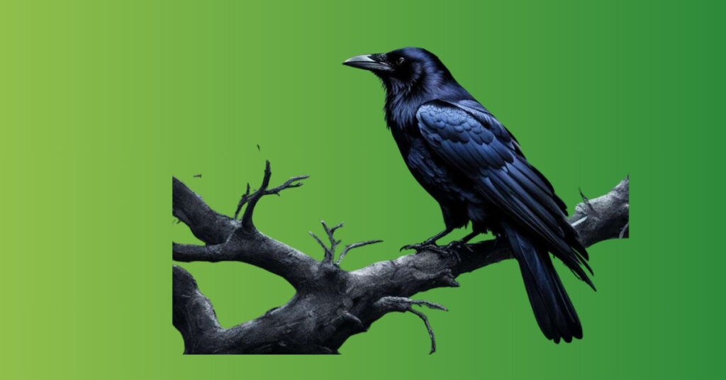 raven sighting meaning