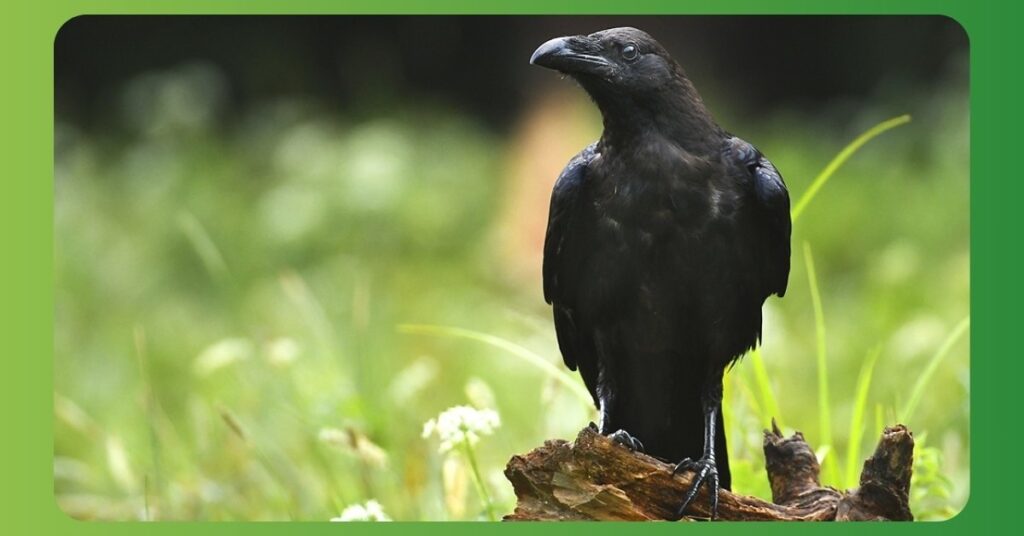 Spiritual Meanings of Raven